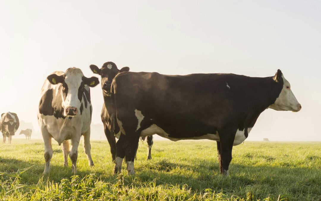 BIOGEM: From Farm to Grid with Proven Integrity